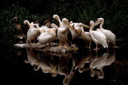 Av. Photoclub Arizona Servië. J. Bossuyt